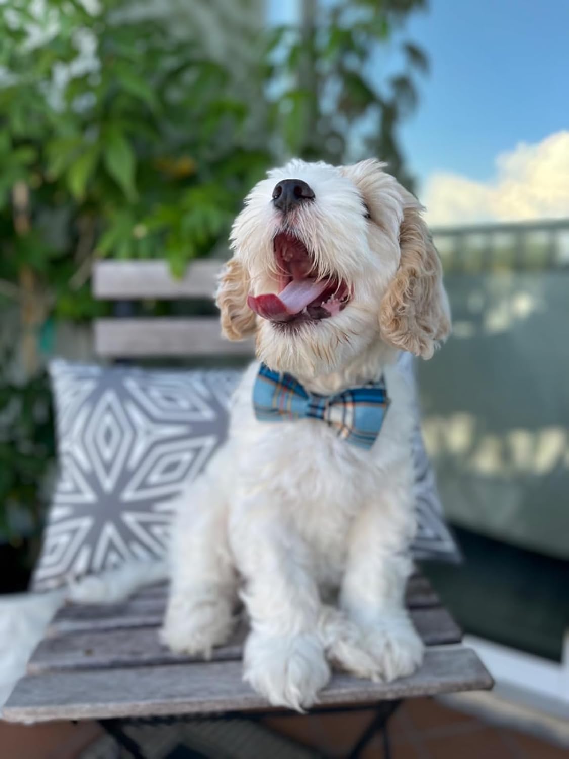 Lionet Paws Boy Dog Collar with Bowtie, Comfortable Adjustable Cute Blue Plaid Bow Tie Collar for Male Puppies and Cats Gift, XS, Neck 8-12 inches