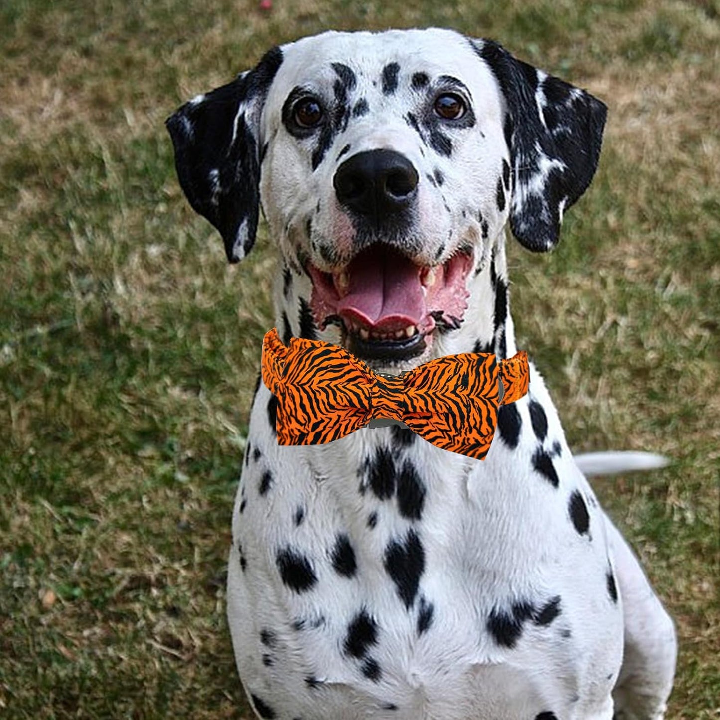 Elegant Little Tail Tiger Print Dog Collar, Large, Cotton, Unique Seasonal Design, Buckle Closure, Adult, Large Breed