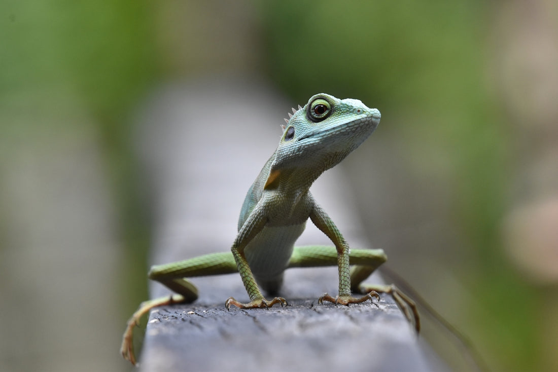green lizard