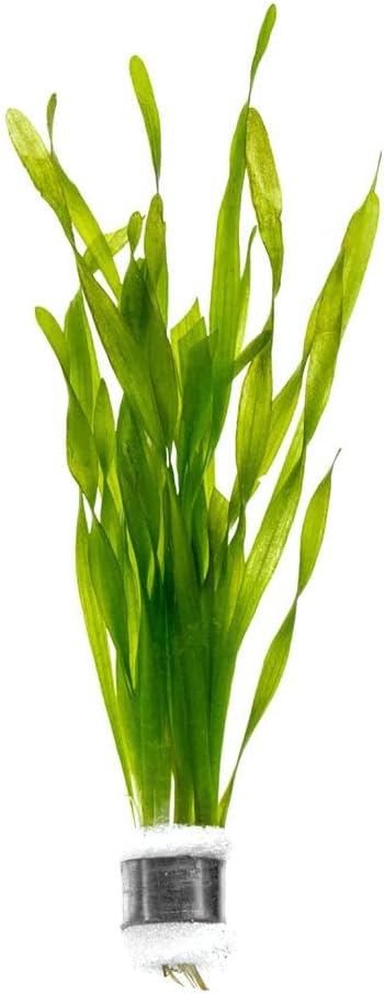 SubstrateSource Live Plant - Tall Grass, Vallisneria Torta - Easy Care, Moderate to High Light, Bright Green Accent, Freshwater Aquatic Plant for Aquascaping - Lead Bunch