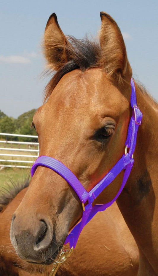 Jeffers Pony Halters, Under 300 lb