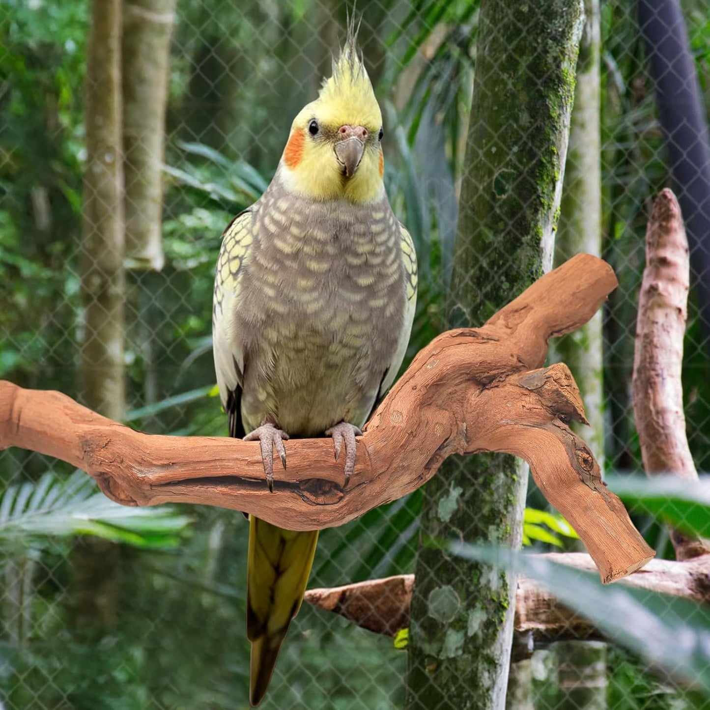 6-Piece Premium Bird Perch Stand with Natural Grape Wood Branch, Paw Grinding Fork, Chewing Stick, Cage Accessories for Parakeets, Budgies, Cockatiels, Finches, Lovebirds