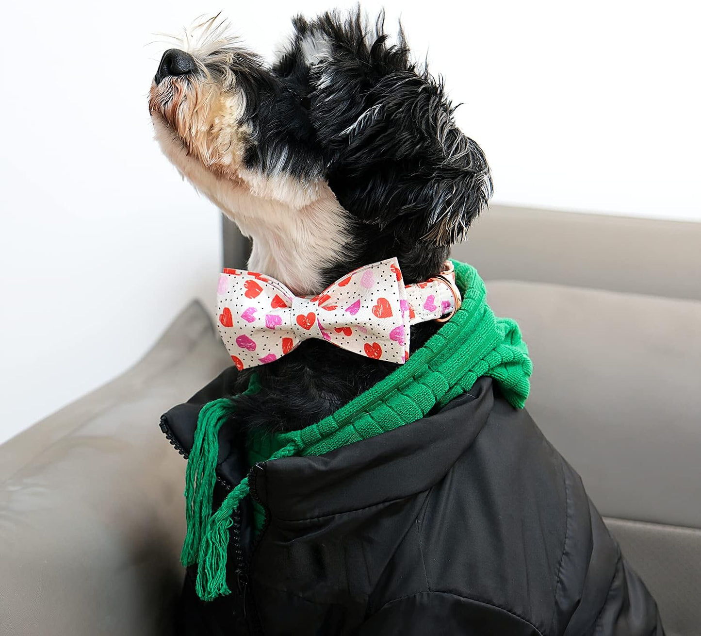 Lionet Paws Valentines Day Dog Collar with Bowtie, Dog Bowtie Collar with Metal Buckle for Dogs, Adjustable Comfortable Dog Collar Girl Boy Gift, L, Neck 16-24 in