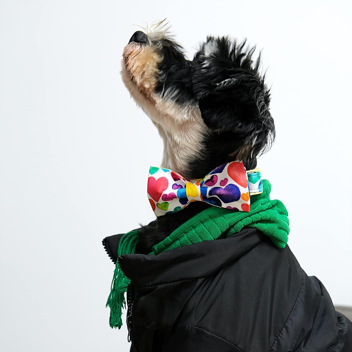 Lionet Paws Valentine's Day Dog Collar with Bowtie, Soft and Comfortable, Adjustable Collar for Small Dogs, Neck 10-16 inches