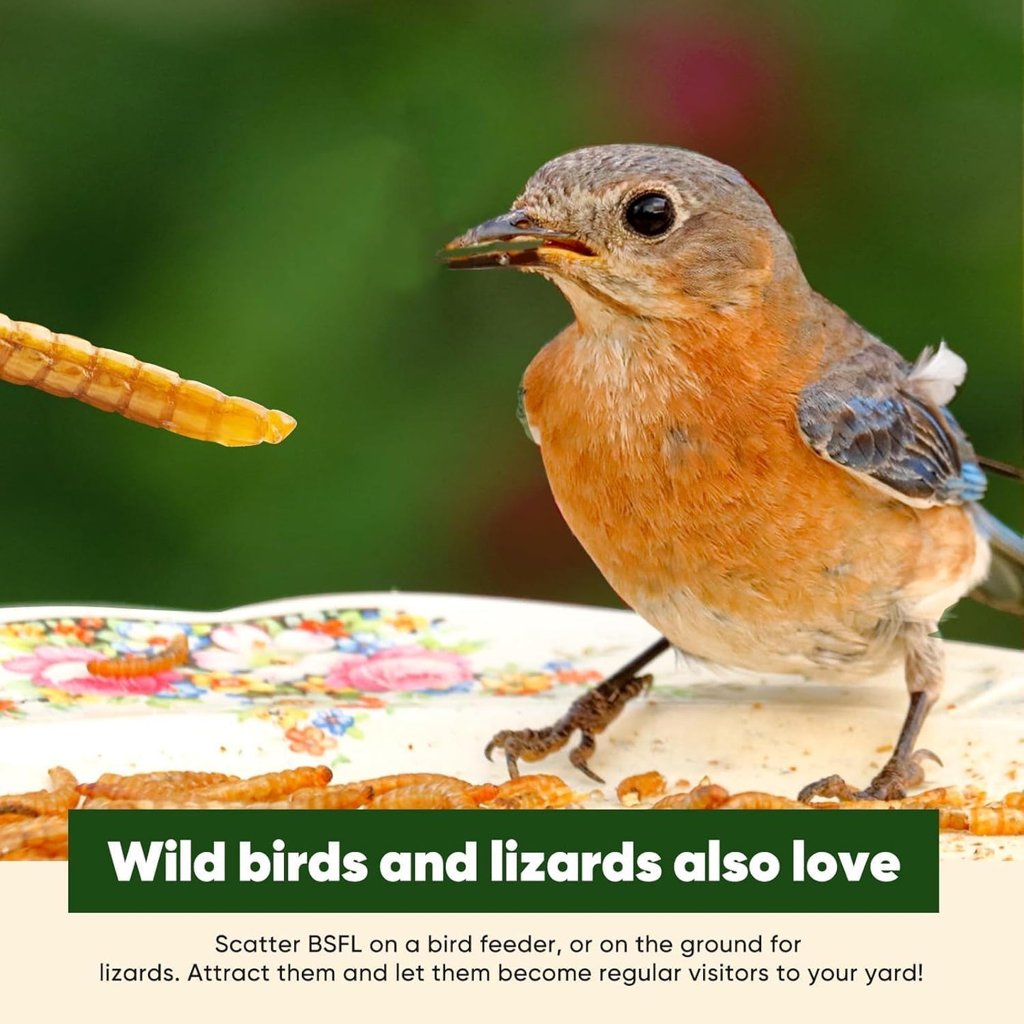 15LB Dried Black Soldier Fly Larvae for Chickens, High Protein Chicken Feed Superior to Meal Worms for Wild Birds & Chicken Treats for Laying Hens