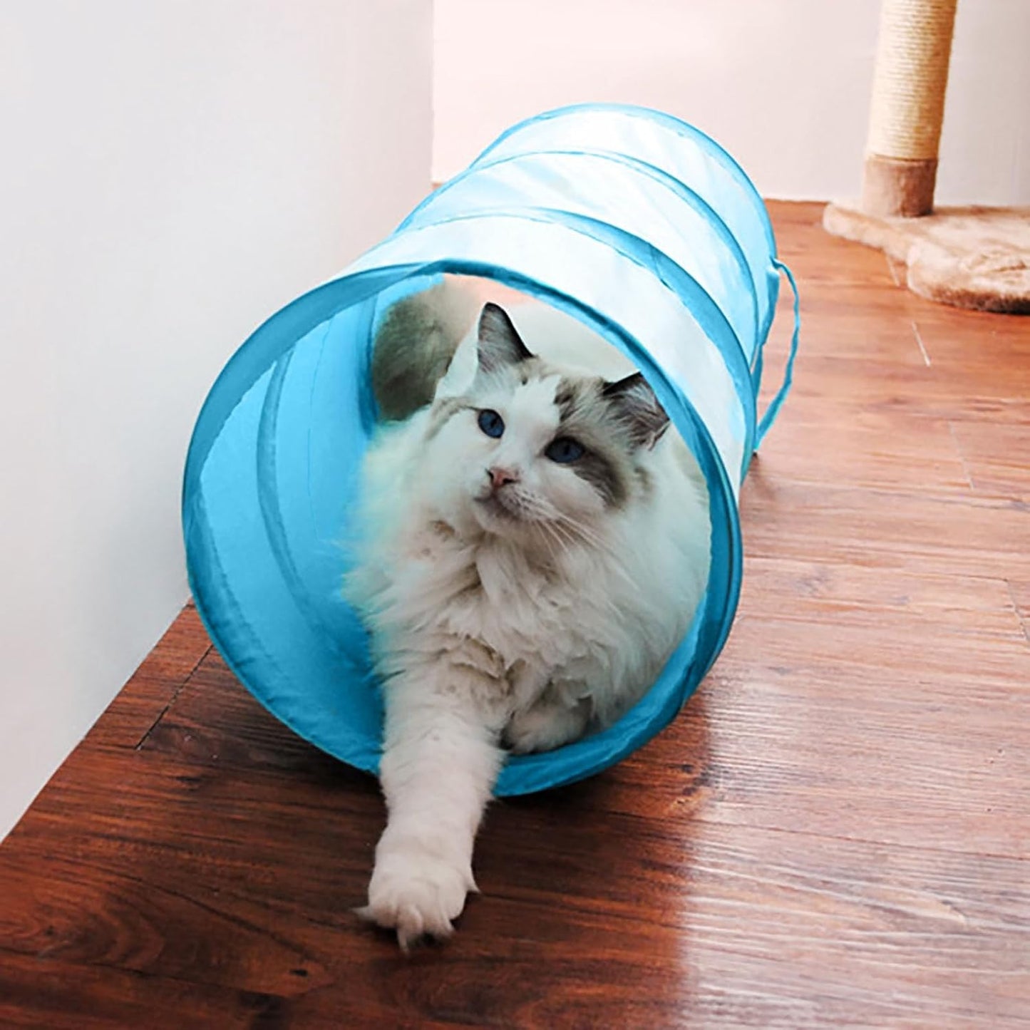 iCAGY Foldable Spiral Cat Tunnel - Indoor Toy for Small Cats, Kittens, and Rabbits - Tube for Interactive Play and Outdoor Fun - Pet Toy 20" 3 Pcs (Black, Royal Blue, Sky Blue)