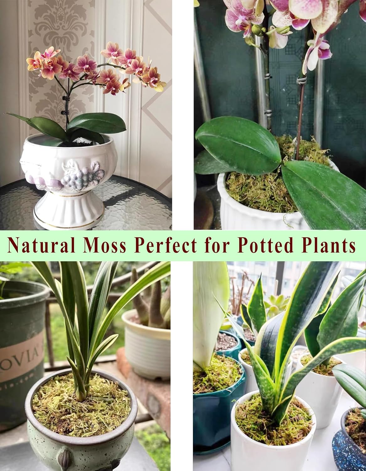 5L Forest Moss for Hamster Syrian Gerbils Bedding, Natural Moss Perfect for Potted Plants, Terrariums, Reptile Tanks and Live Creature Projects