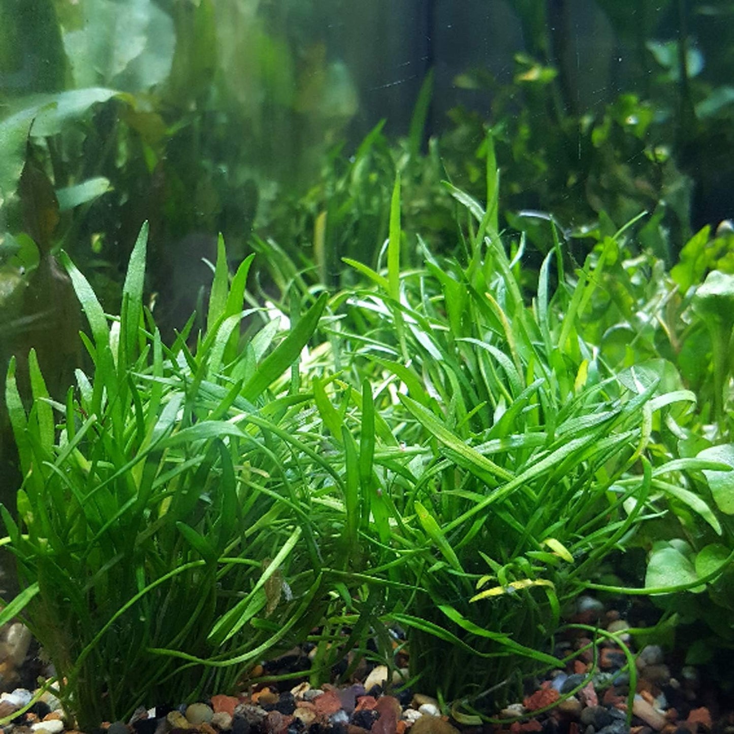 30+ Stems Package Starter Beginner Set Live Aquarium Plants Java Moss, Micro Sword, Rosette Amazon Sword, Anubias, Java Fern and More by Mainam