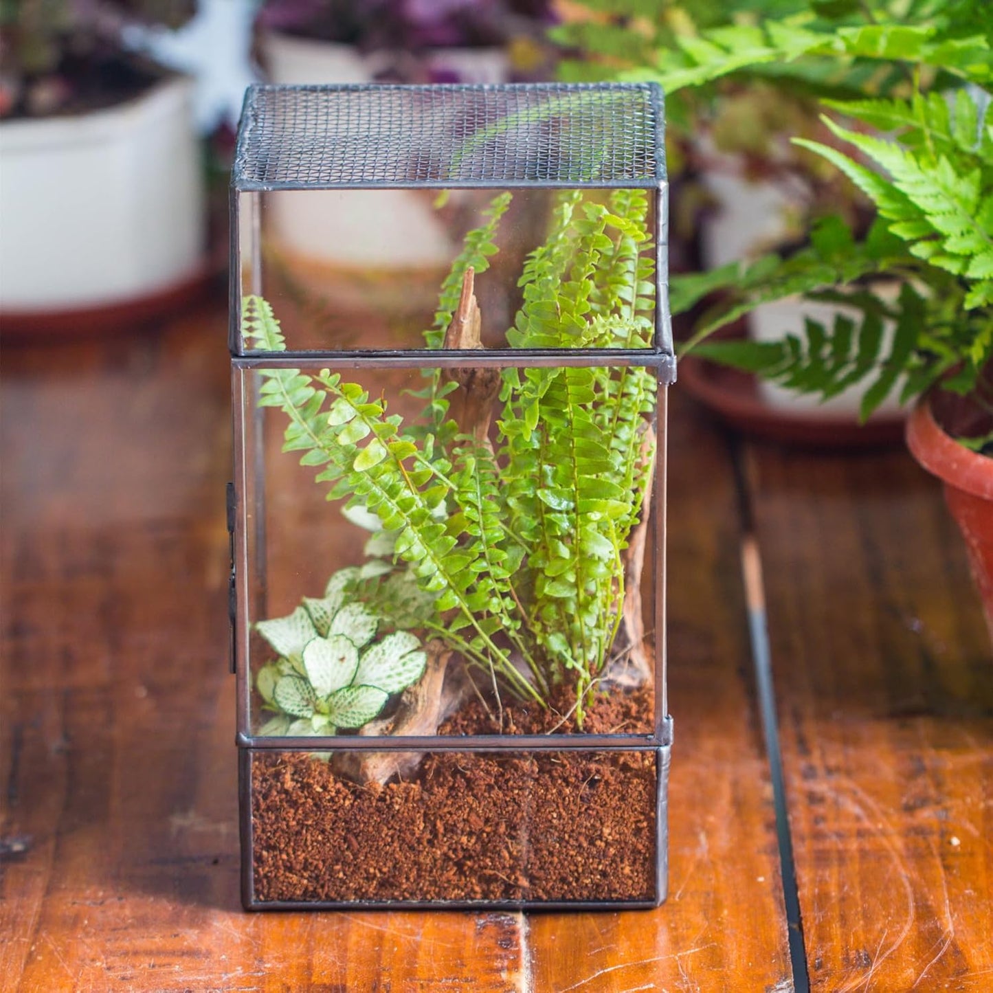 NCYP Glass Terrarium with Door and Mesh for Small Insects - 5.1 x 3.9 x 9 Inches Rectangle Reptile Habitat, Black - Modern Home Tabletop Decor (Terrarium Only)