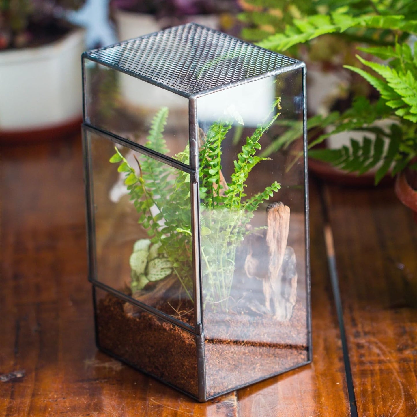NCYP Glass Terrarium with Door and Mesh for Small Insects - 5.1 x 3.9 x 9 Inches Rectangle Reptile Habitat, Black - Modern Home Tabletop Decor (Terrarium Only)