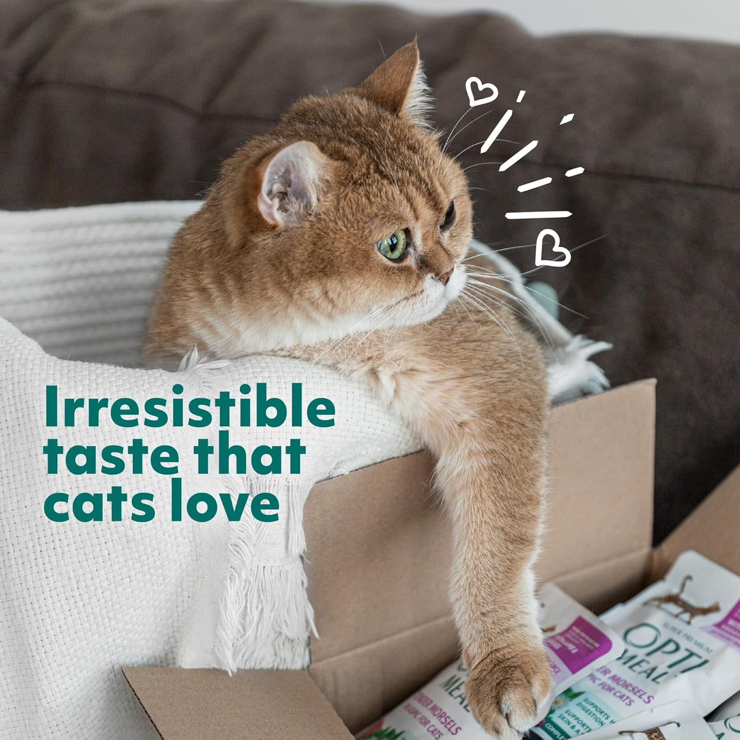 Optimeal Grain-Free Wet Cat Food Pouches – Chicken & Turkey in Savory Gravy, High Protein & Moisture-Rich Tender Morsels, Indoor Adult Cat Wet Food with Natural European Ingredients, 3 oz (Pack of 12)