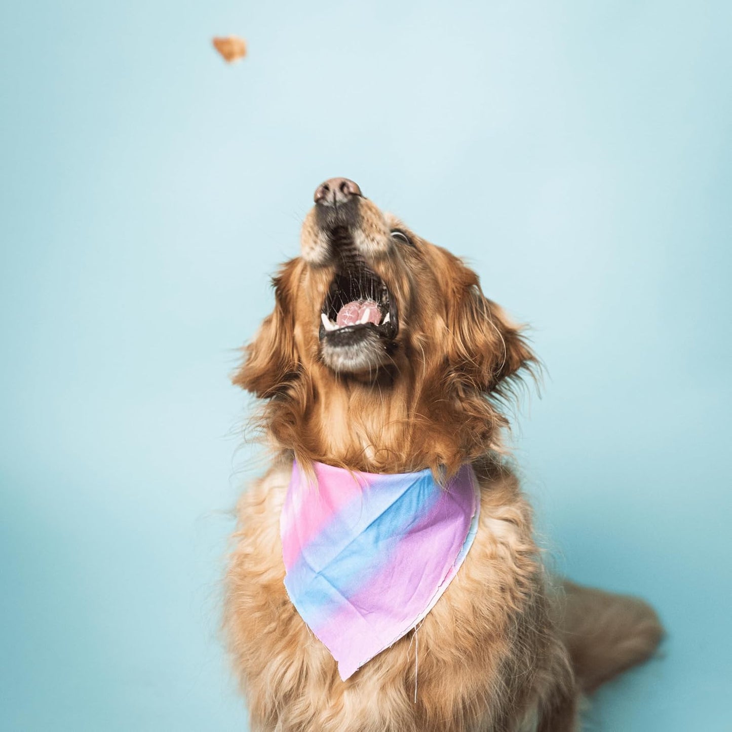 Bundle x Joy Leash & Load Dog Treats Beef Jerky Snack Bars, 5 oz Bag, Puppy and Training Treats, Natural Superfood Grain Free Made with Real Beef, Superfoods, Corn, Poultry & Soy Free