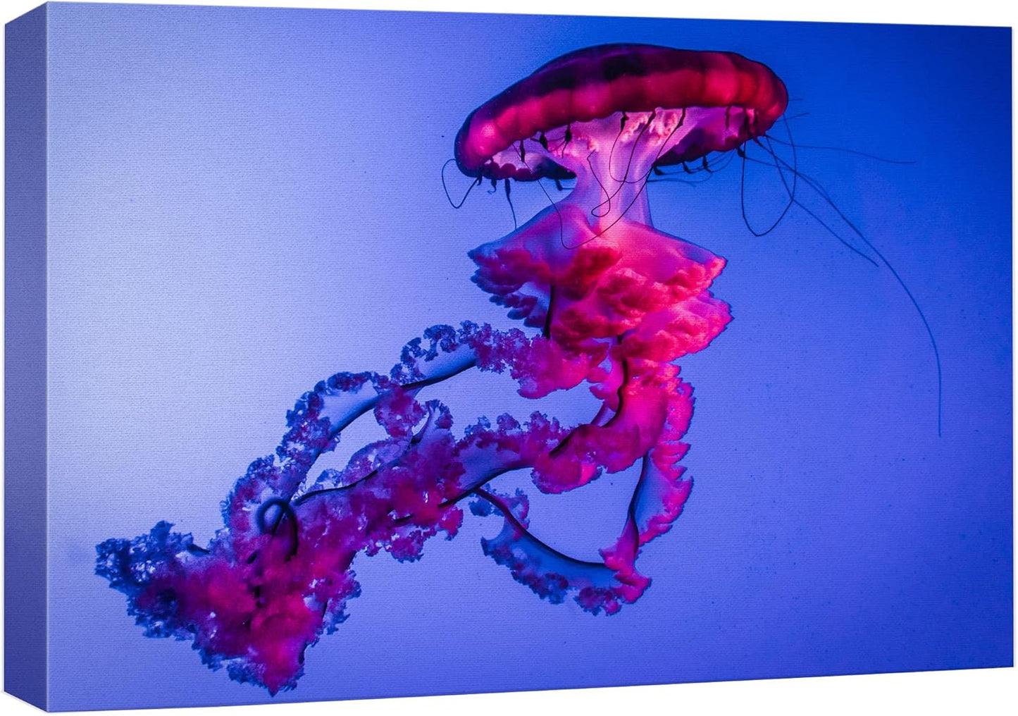 wall26 Canvas Print Wall Art Vibrant Neon Hot Pink Underwater Jellyfish Nature Animals Photography Realism Rustic Scenic Landscape Wilderness Earth for Living Room, Bedroom, Office - 16"x24"