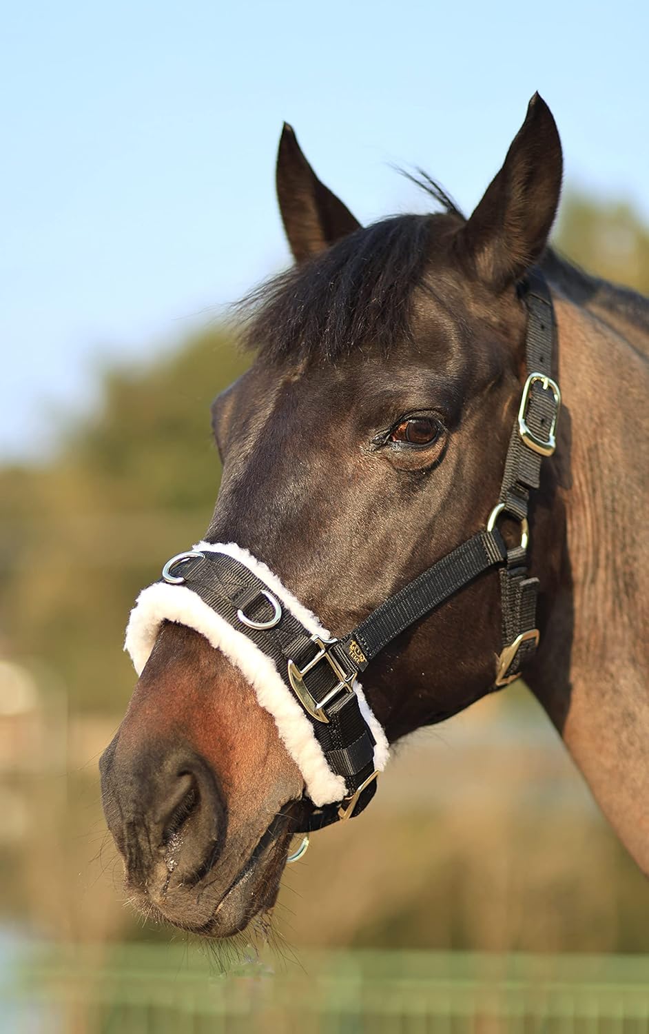 T TEKE Lunge Cavesson with Fleece Lined Nose Band and Crown