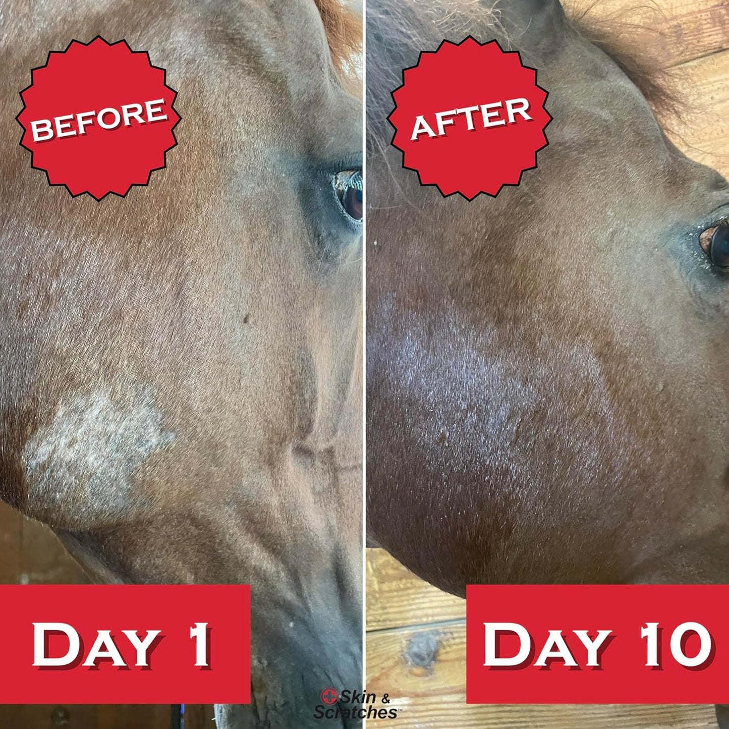 Show Out Skin & Scratches 4 oz Concentrate - Fast Relief and Prevention for Horse Care. Use on Equine Scratches/Mud Fever, Girth Itch, Mange, Thrush, Rain Rot, Ringworm, etc w/Empty Spray Bottle