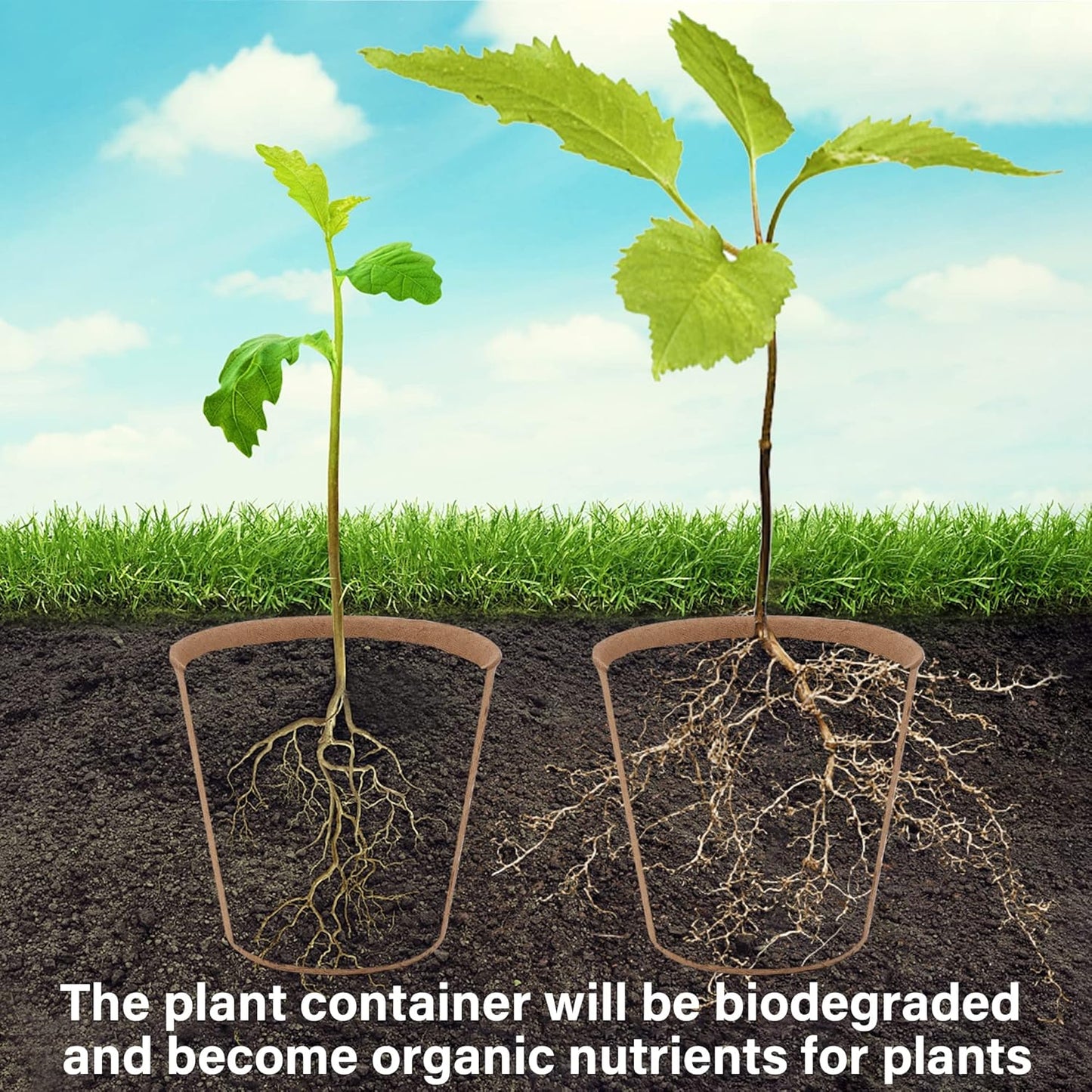 winemana 36 Set Plant Nursery Pots with Humidity Dome, Seed Starter Biodegradable Peat Pots, Seedlings Planting Pots with Labels for Indoor Outdoor Garden